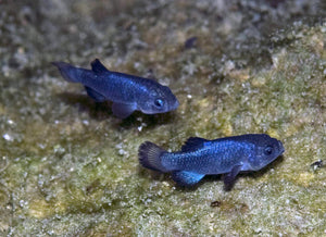 Pupfish in the Devil's Hole survive "desert tsunami"