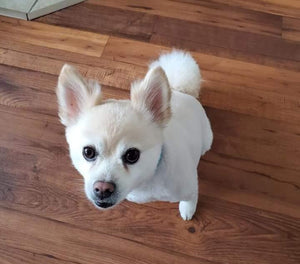 PCS ends in tragedy when family pet dies in transit