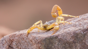 Scorpion horde kills 3, while injuring hundreds in Egypt