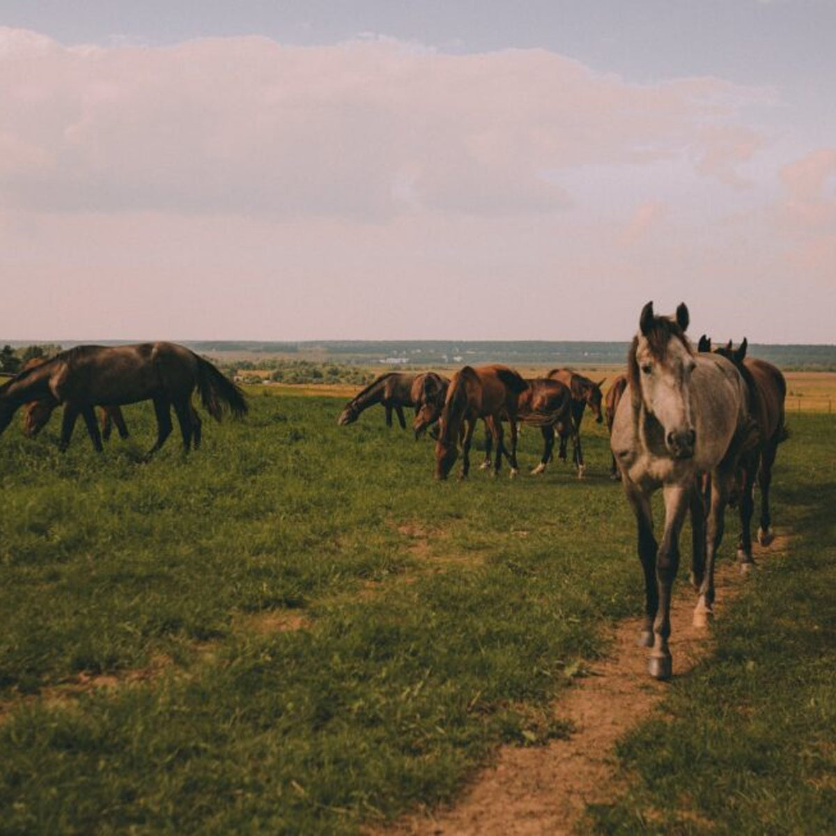 Mission Mustang: healing veterans & wild horses