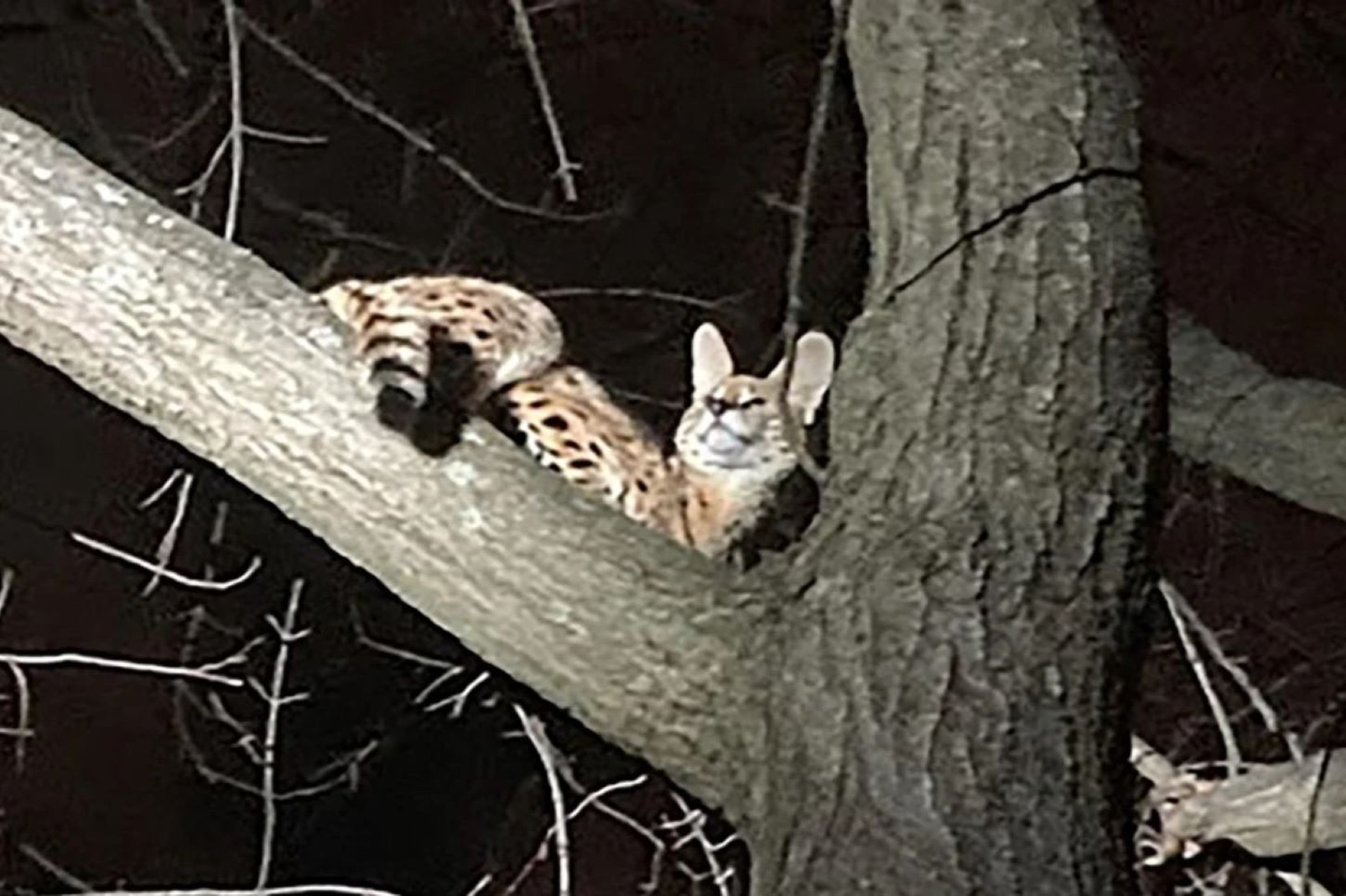 COCAINE CAT: Ohio's answer to Cocaine Bear