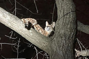 COCAINE CAT: Ohio's answer to Cocaine Bear