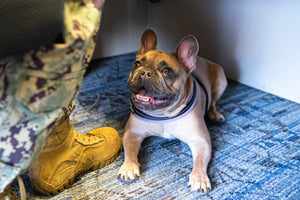 New Bill to offer reimbursement for costs of relocating pet