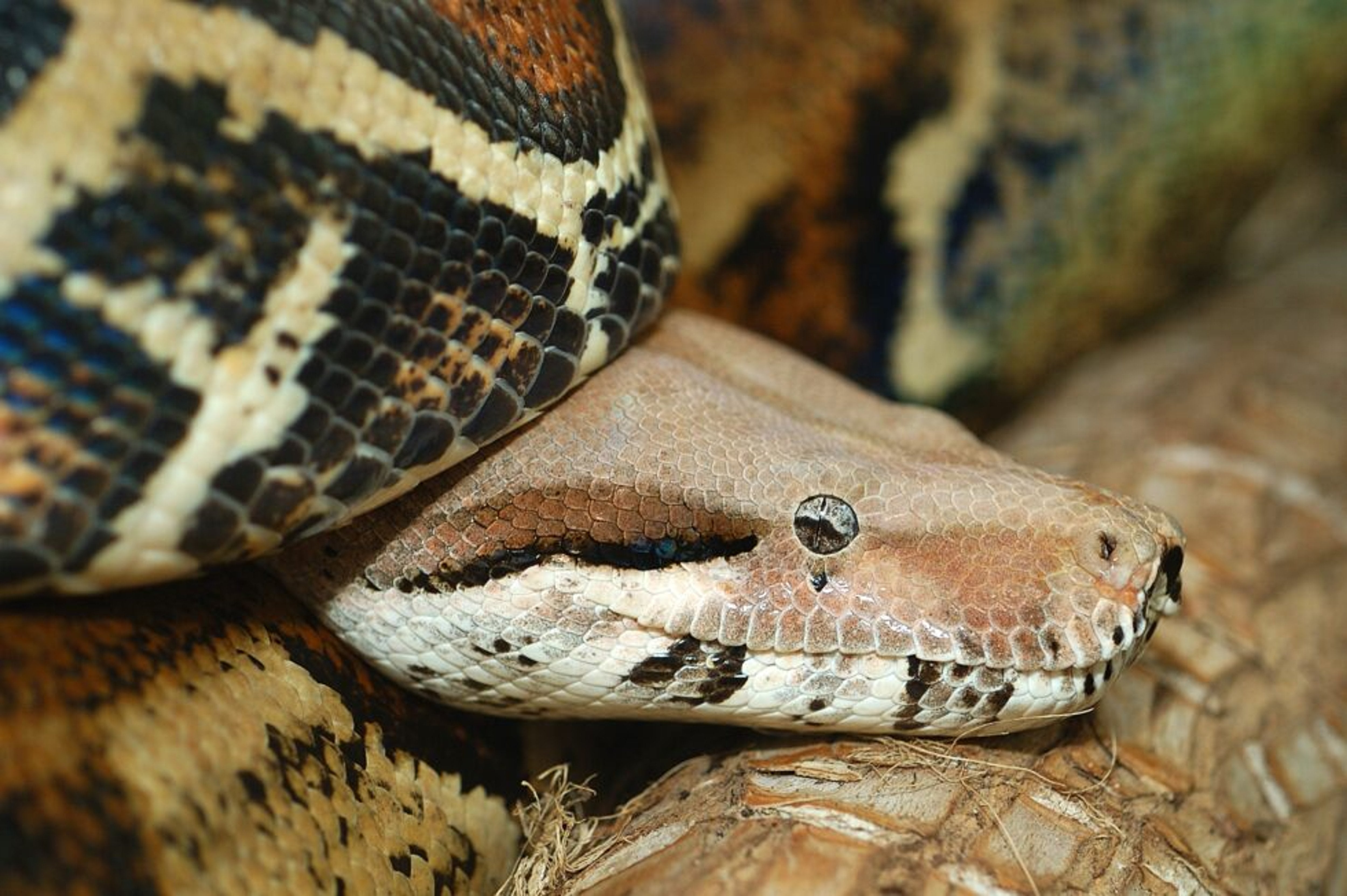 Police fatally shoot unarmed snake