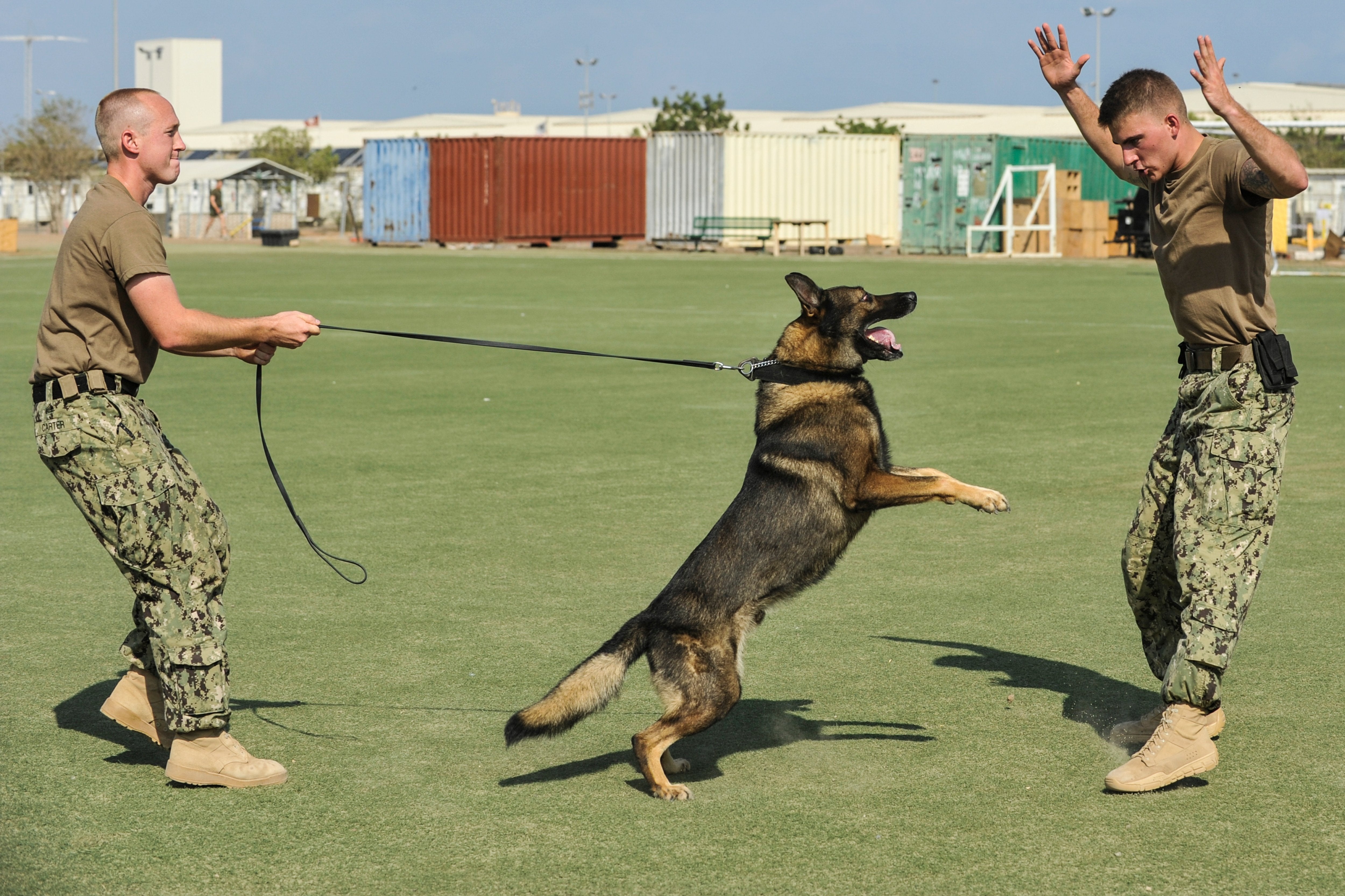 How the U.S. Army K-9 Corps Began Training Dogs for Military Service in World War II