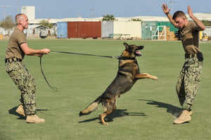How the U.S. Army K-9 Corps Began Training Dogs for Military Service in World War II