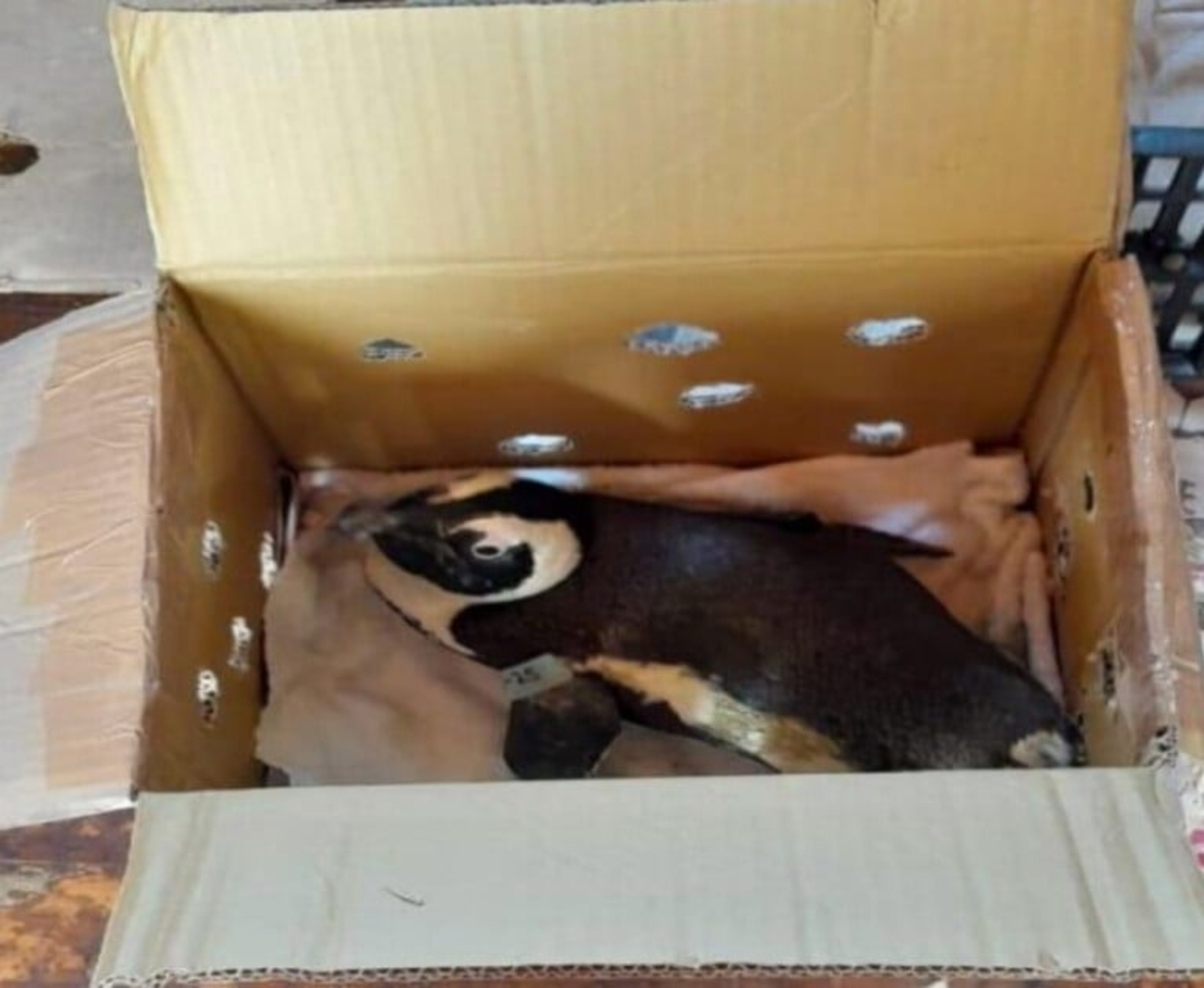 Penguin in a Cardboard Box Causes Helicopter Crash in South Africa