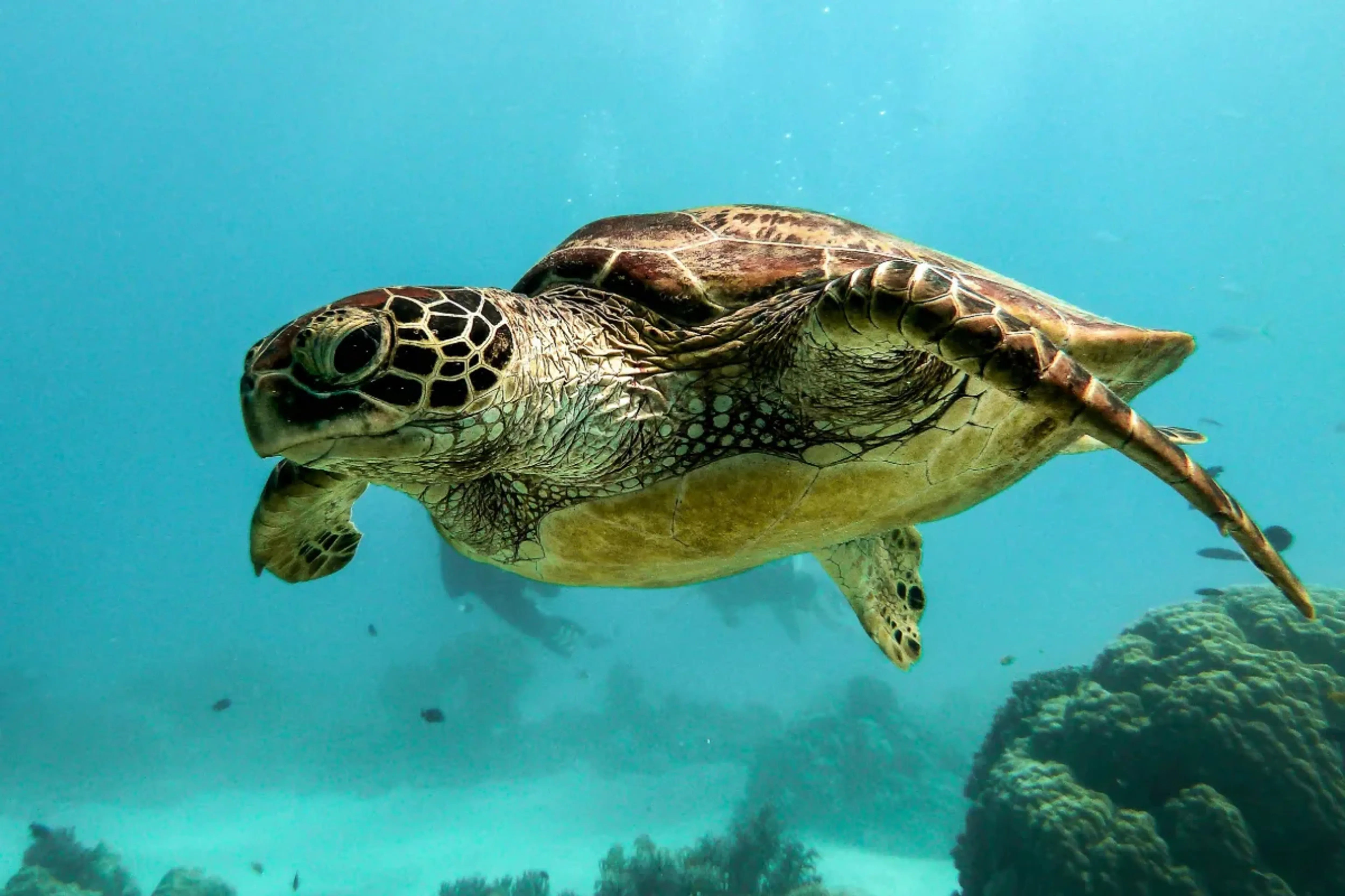 China Says 'Spy Turtles' Are Secretly Mapping Its Coastline